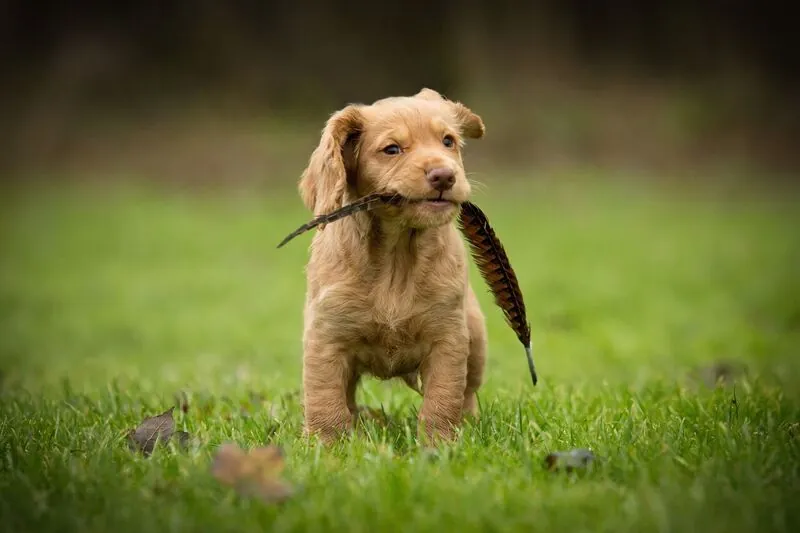 Cocker spaniel-hvalp med en fjer i munden