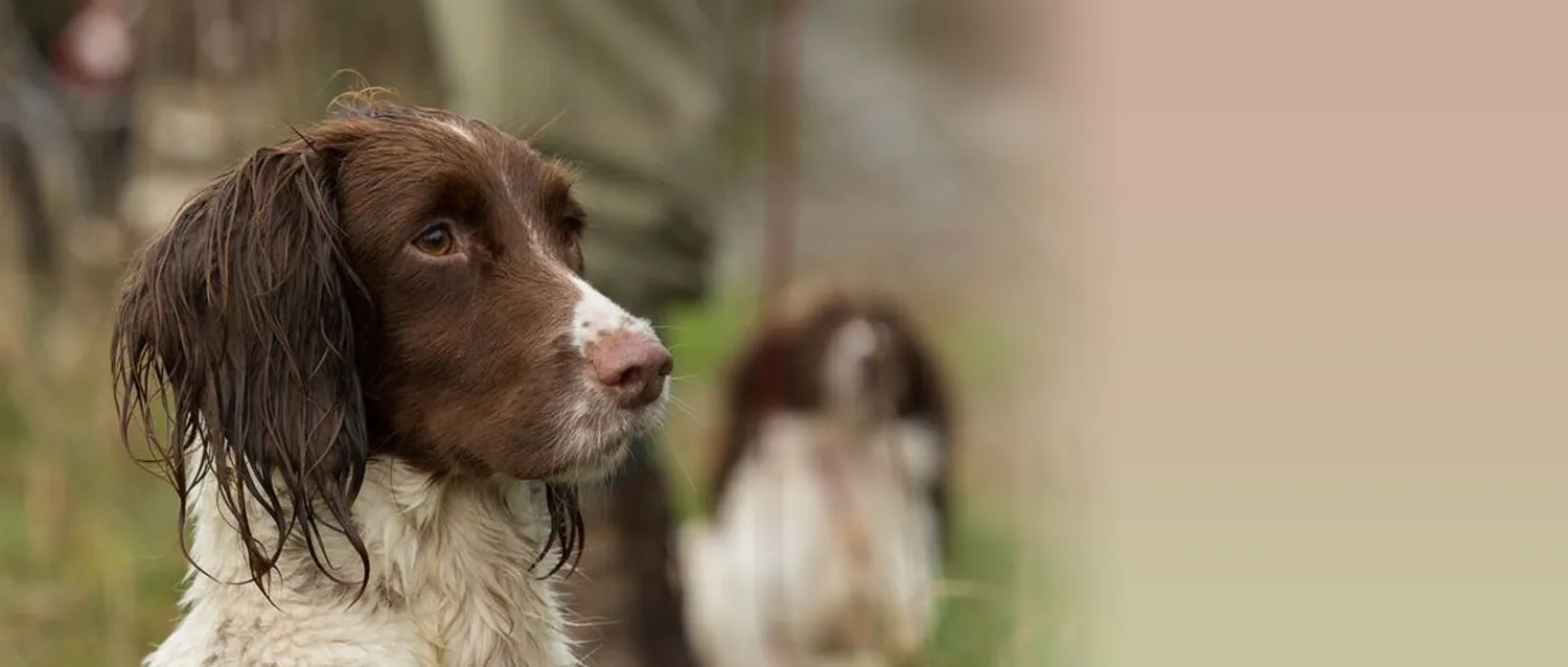 Springer spaniel i marken